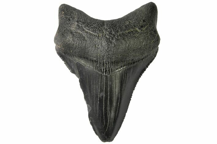 Serrated, Juvenile Megalodon Tooth - South Carolina #183043